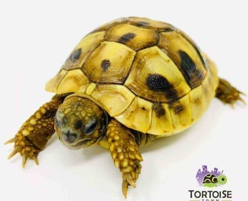 Hermanns tortoise for sale