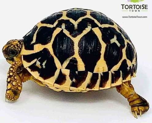 Indian Star tortoise for sale