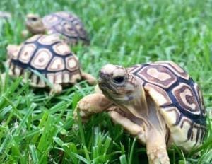 leopard tortoise for sale