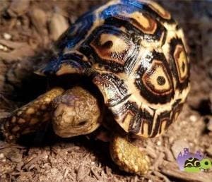 leopard tortoise breeder