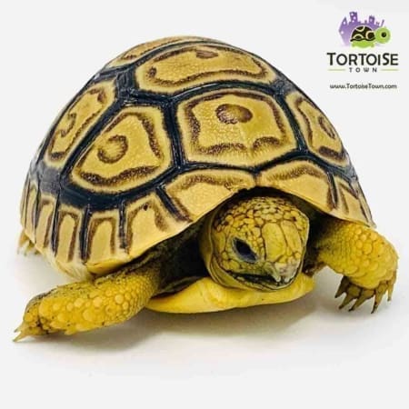 leopard tortoise for sale