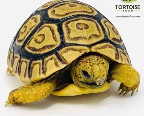 leopard tortoise for sale