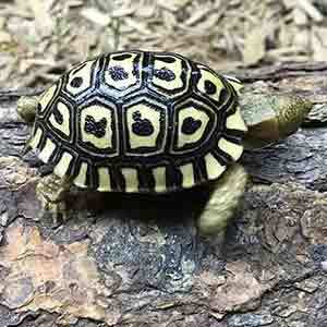 leopard tortoise for sale cheap