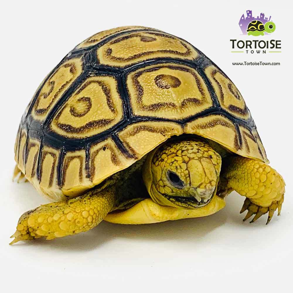 leopard tortoise