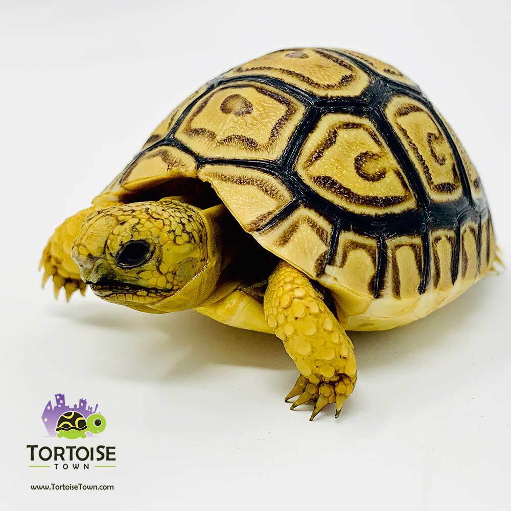 tortugas leopardo en venta