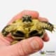 Russian tortoise for sale