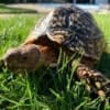 Giant leopard tortoise