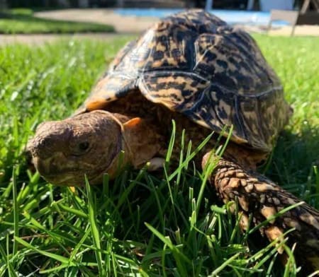 Giant leopard tortoise