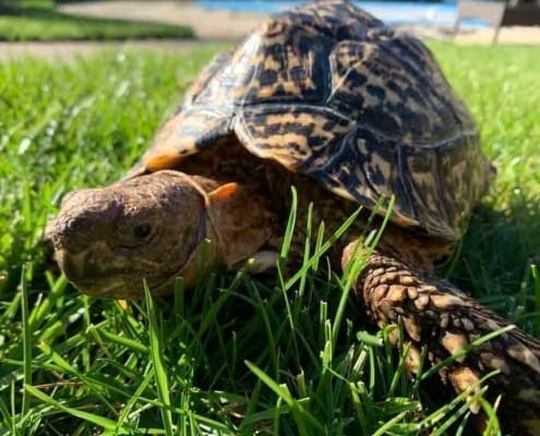 Giant leopard tortoise