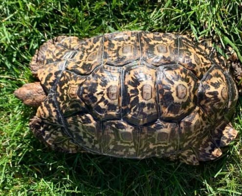 Pardalis Pardalis leopard tortoise