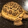 Pardalis Pardalis leopard tortoise for sale