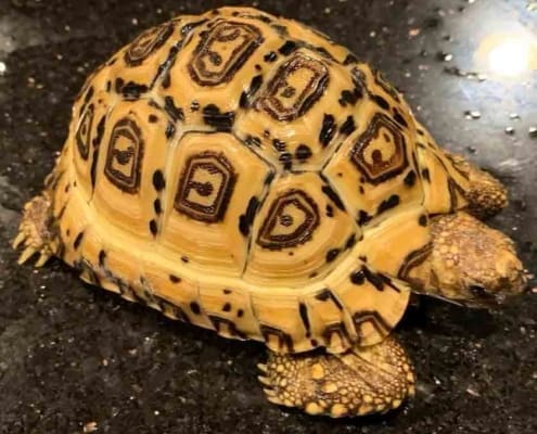 Pardalis Pardalis leopard tortoise for sale