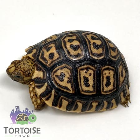 Pardalispardalisleopardtortoise
