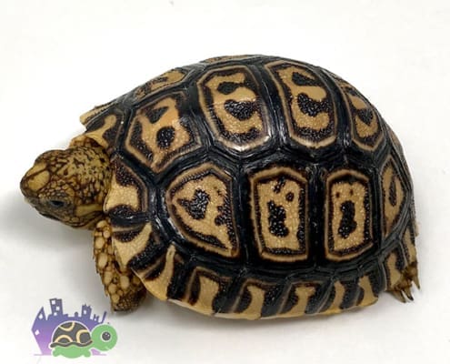 Pardalispardalisleopardtortoise