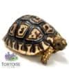 tortoise for sale