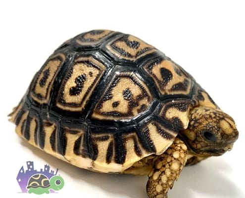 Pardalispardalisleopardtortoiseforsale