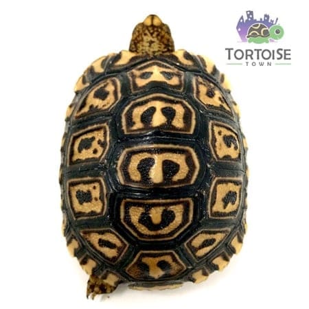 Pardalispardalisleopardtortoises