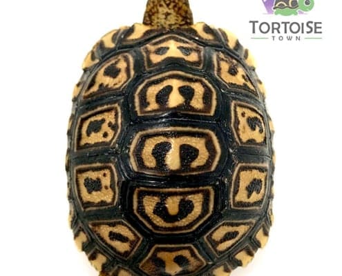 Pardalispardalisleopardtortoises