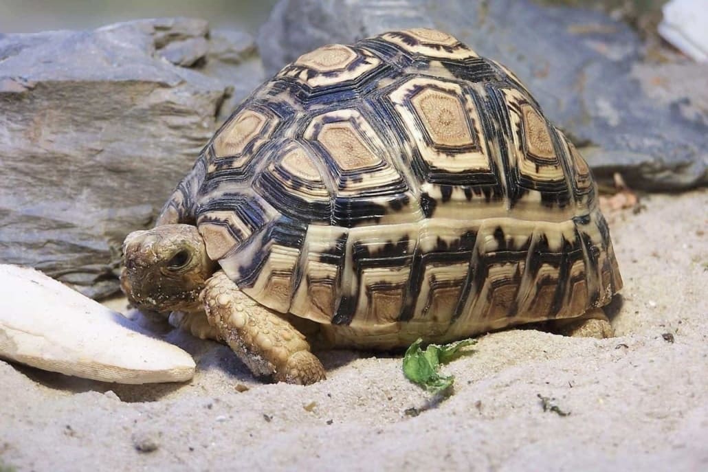 sub adult leopard tortoise for sale baby pardalis babcocki pet tortoise