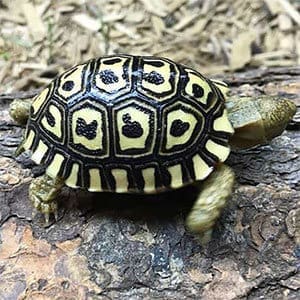 giant leopard tortoise