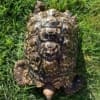 Giant South African leopard tortoise