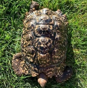 Hybrid Giant leopard tortoise