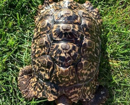 Giant South African leopard tortoise