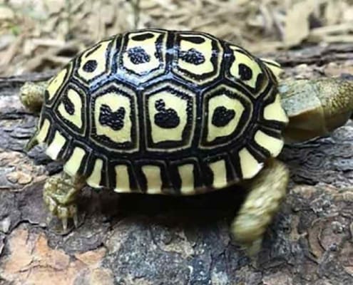 Giant South African leopard tortoise for sale