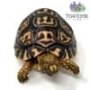 giantsouthafricanleopardtortoiseforsale