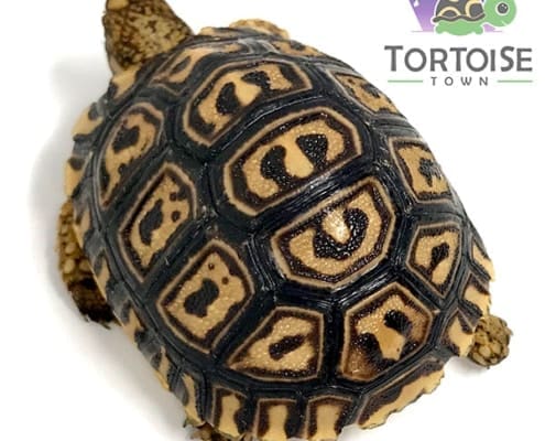 giantsouthafricanleopardtortoises