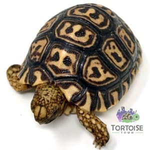 tortoises for sale