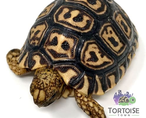 giantsouthafricanleopardtortoisesforsale