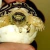 leopard tortoise for sale