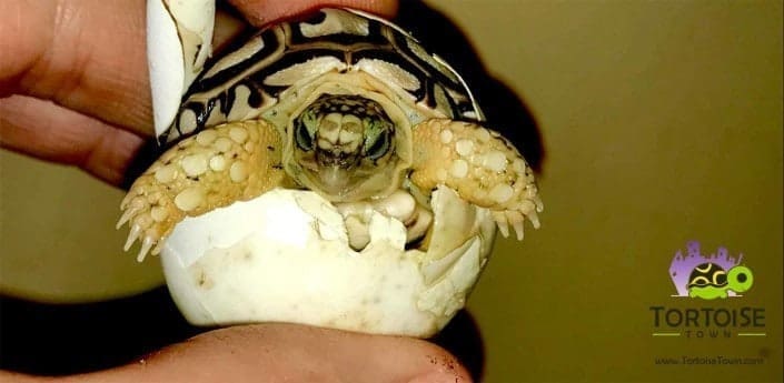 leopard tortoise for sale