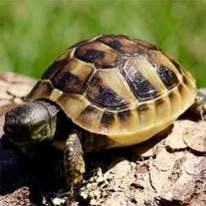 tortoise food list