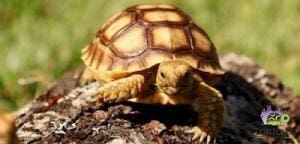 African Spurr thigh tortoise