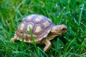 African Spurred tortoise