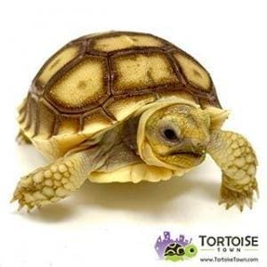 African Sulcata for sale