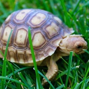 African Sulcata tortoise