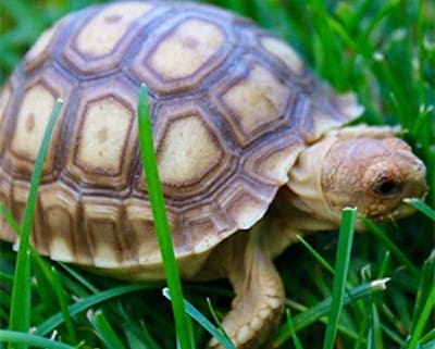 African Sulcata tortoise