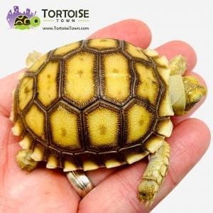 African Sulcata tortoise for sale