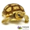 African Sulcata tortoise for sale