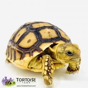 African Sulcata tortoise for sale