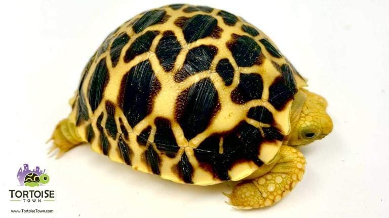 Burmese Star Tortoise for Sale online | baby Burmese star tortoises cheap