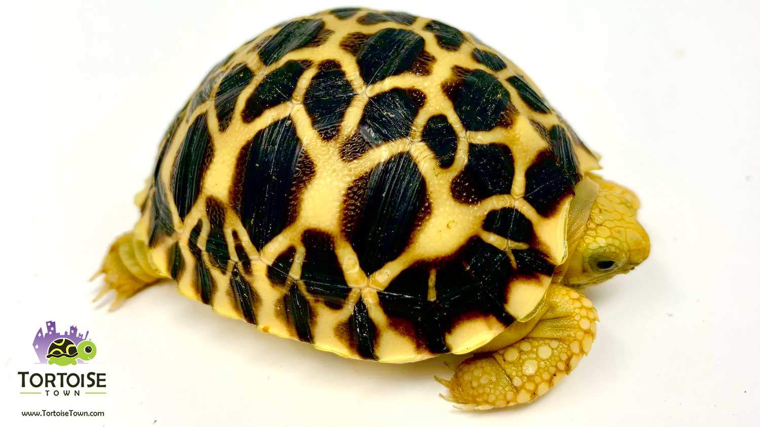 star tortoise food buy online