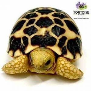 Burmese Star tortoise for sale