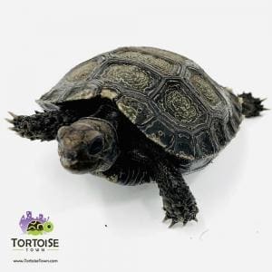 Burmese Brown tortoise