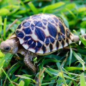 Burmese Star Tortoise