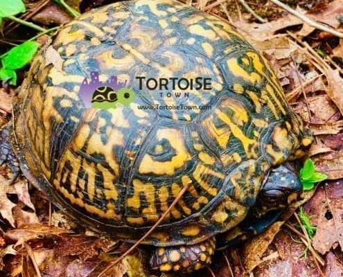 Eastern Box Turtle for sale