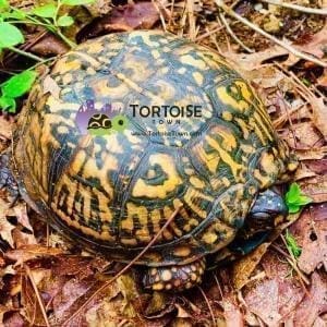 Eastern box turtle sale